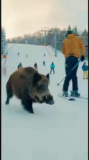 【衝撃】スキー場がパニックに…野生イノシシが突進した瞬間 #野生動物 #イノシシ #スキー場 #衝撃映像 #wildboar #wildanimals #skiresort #viral #aiart