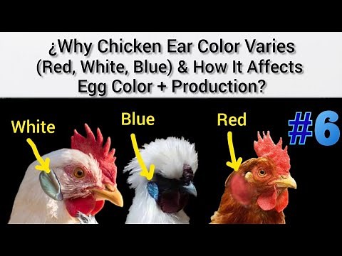 "Chicken Genetics: Earlobe Color, Egg Color, and Production Levels"