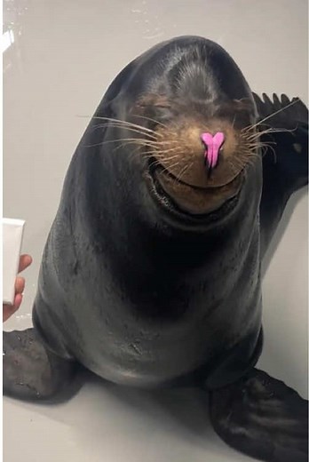Discover the Cutest Seals: Silly and Fun Moments