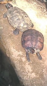 Ritu Pandey on Reels