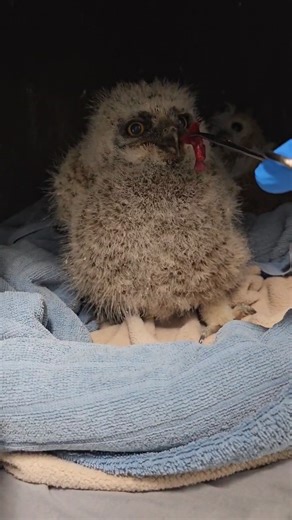This little great horned owlet eats $5.00 a day. Really! Each spring, The Raptor Center (TRC) sees an influx of more than 250 young raptors in need. The first few months of life are the most challenging for these babies as they are especially vulnerable to spring storms, downed trees, failed attempts to fly, and unnecessary human intervention. ***If you find a young raptor in need- please call 612-624-4745 or visit raptor.umn.edu for advice on what to do and how you can best help.*** Despite bei