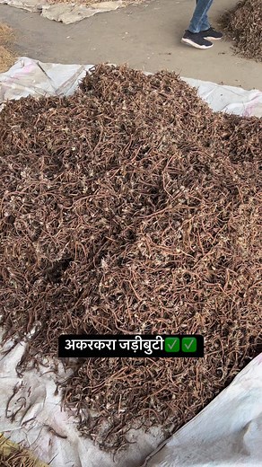 अकरकरा(YUVIKA Akarkara Root - Anacyclus Pyrethrum - पेलिटरी रूट)✅✅✔️ #Neemuch #mandi #Akarkara #roots #mandibhav #viralreels #love #reels #mandibhavtoday | Desikheti vlogs