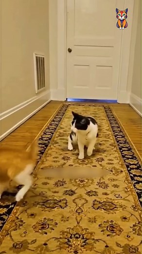 Typical Orange Cat behavior😹 | Fluffy Tales