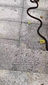 Do I need to run when I see this Facebook fyp run learnonFacebook didyouknow | ViewMix Daily