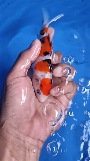 Sanke HQ 🥰 #shorts #koi #fish #beranda #bandung #jakarta #surabaya #koiblitar #koipond #video