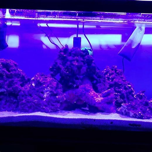 75-gallon Reef Tank (DIY): Corals are Growing