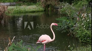 A flamingo walking in the lake among the trees at a day hot summer, Phoenicopterus chilensis at the Taiwan in Taipei -Dan