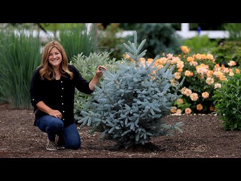 Planting the Most Beautiful Blue Spruce Trees! 🌲💙 // Garden Answer
