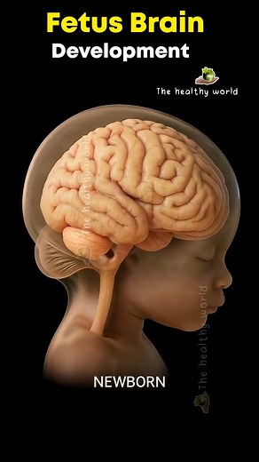 16K views · 114 reactions | Fetus brain development inside the womb | neelamkhan91523 | Facebook