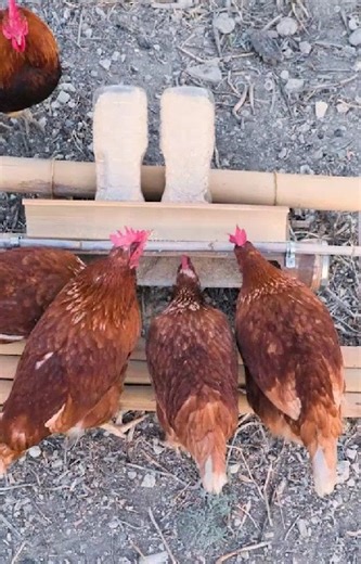 5.7K views | Chicken Feeder Tutorial | Health is Wealth | Facebook