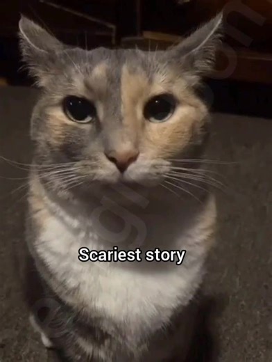 Larry on a full moon #cat #funny #fyp #meme #georgieebom | cat