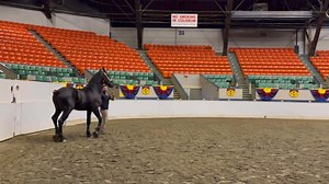💙Full brothers Windermere’s Turbo-2 years old and Windermere’s Zain-9 years old, showing at the Big E in Springfield Massachusetts 🩵Windermere’s Zain Grand Champion stallion 🩵Windermere’s Turbo res Grand Champion stallion 💙Both are sired by Bentley and out of Windermere’s Markie Maid | Windermere Farms