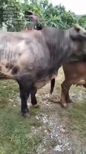 Cow and Bull Mating Behavior in Rural Setting