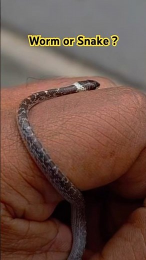 Is This Tiny Creature a Worm or a Snake?