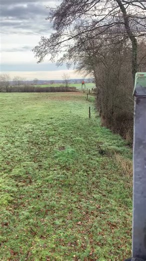 Belles petites séquences de chasse en battue 📯 #chasse#passion#sanglier#chevreuil#chien