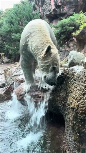 シロクマの呼吸 全集中 神ダイブ第6弾inズーラシア