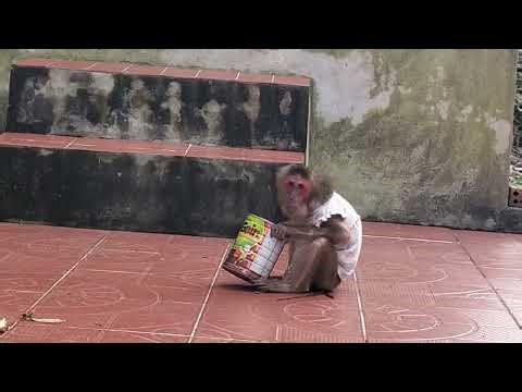 My beloved monkey Ni is always curious about everything