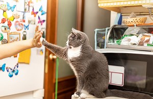 Train Your Cat for Enrichment and Fun! – Feline Behavior Solutions - Cat Behavior Consultant