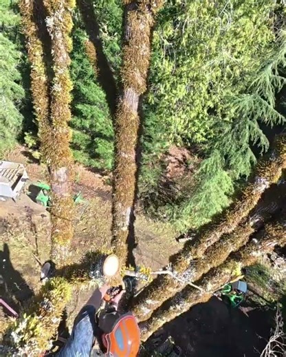 Life of a Destroyer- Day 3: Maple tree removal #treeremoval