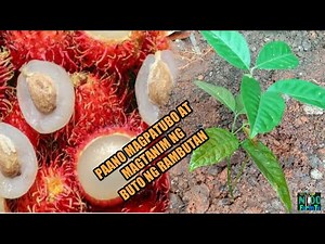 PAANO MAGTANIM NG RAMBUTAN