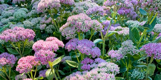 9 beautiful perennials to plant in September for a garden full of colour in 2026