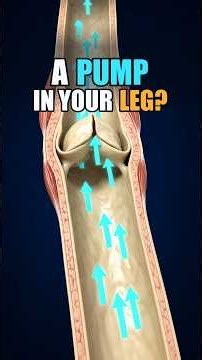 How Your Calf Muscles Push Blood Upward