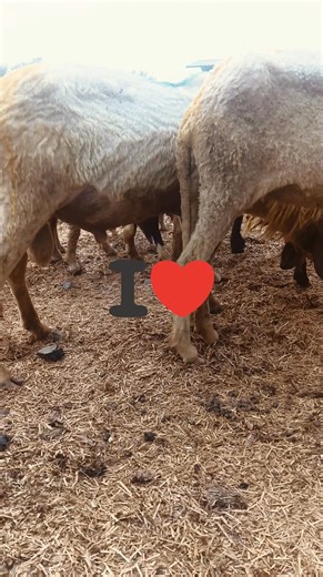 😃😃😃😃😃😃😃😃 | all animal matting