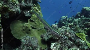 A trumpetfish swims smoothly over the coral of a pristine Caribbean reef. The background is full of colorful fish darting around.