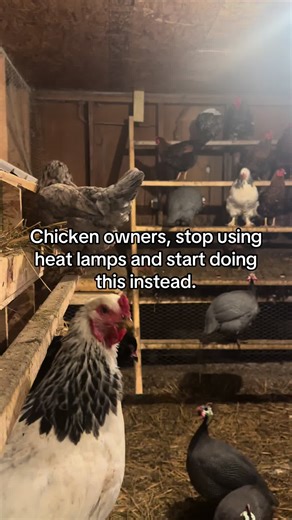 Winter Coop Care Tips for Happy, Healthy Chickens