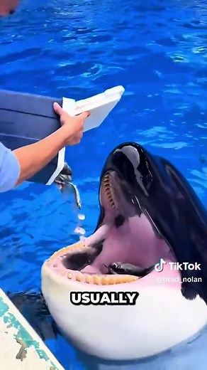 Orcas Need Ice: Why They Rely On It For Survival