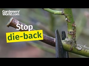 How can I stop die-back on roses?