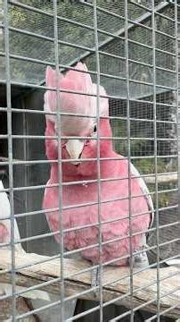 Galahs: Everything You Need to Know | Hayden Van Hooff