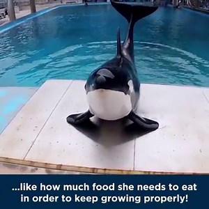 Meet Sakari! She may be one of the smallest of the SeaWorld San Antonio orca pod, but she is known to be the most playful. When she isn’t spending time with her mother Takara or her sister Kamea, you can find her taking part in research studies! Learn more about this “sweet” orca and the rest of the SeaWorld San Antonio pod here: http://bit.ly/2jIgR9u. And be sure to make your plans to visit her now: http://bit.ly/2jIkGvI. | SeaWorld