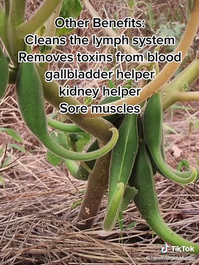 EarthFairyHolistics on TikTok