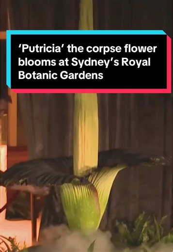 Endangered Corpse Flower Blooms at Sydney Botanic Gardens
