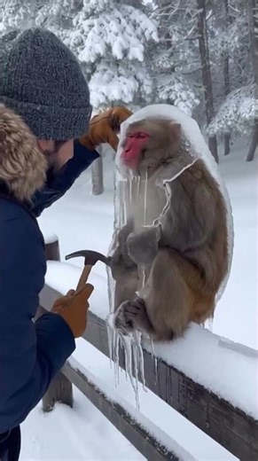 Man Frees Frozen Snow Monkey From Solid Ice With Hammer 😱