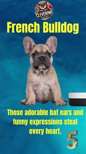 Top 10 Cutest Puppy Breeds Ever! 🐶😍 (You Won't Believe #1!) #puppies #cute #dogs #cutepuppy