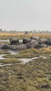 2.5K views · 49 reactions | #Hippos are majestic residents of...