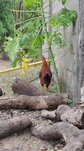 The yard boss•Ông chủ sân•El jefe del patio🐓 #chicken