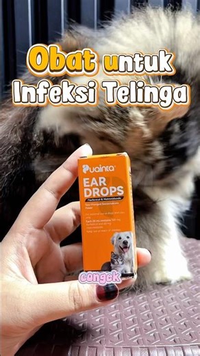 Medicine for cat ear infections containing antibiotics #healthycats
