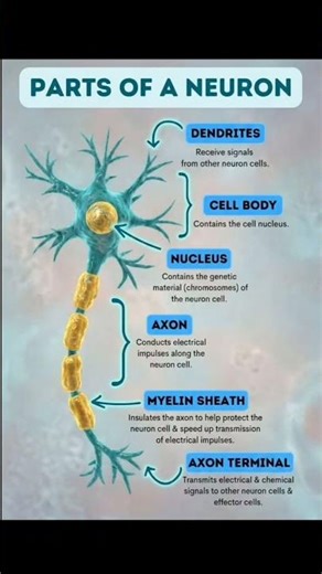 parts of neuron #medical #anatomy #medicalstudent #science #biology #medical