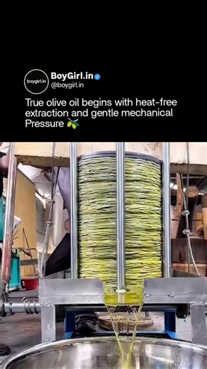 BoyGirl.in on Instagram: "Extracting olive oil without heat is the difference between preserving nature and breaking it down 🧬💧 This “cold extraction” method relies entirely on slow mechanical pressure—no boiling, no blasting, no shortcuts. Fresh olives are crushed into a thick paste, then spread in layers and pressed gently until the oil naturally separates from the water and solids. Because the process never crosses the heat threshold, the oil keeps its full spectrum of polyphenols, antioxid