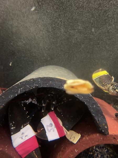 Feeding Time with Lobsters in Cornwall