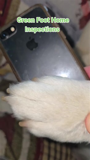 Pre purchase home inspection, wind mitigation inspection, four point inspection and roof certificates.