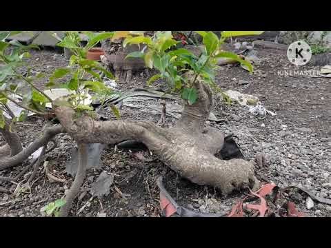 Another Bonsai Day 🌱 | A Fruit-Bearing Bonsai with No Flowers?!