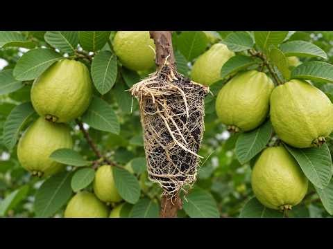 🔴LIVE:🍐One Guava Tree, Many New Plants! Cuttings & Air Layering Methods