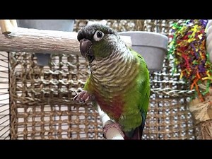 7 hours of conure parakeet singing and calling sounds