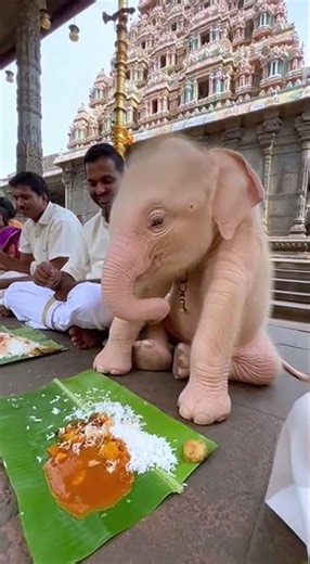 Cutest Baby Elephant Eating Food 😍🐘 #BabyElephant #Elephant #CuteAnimals #AnimalLove #ViralAnimals