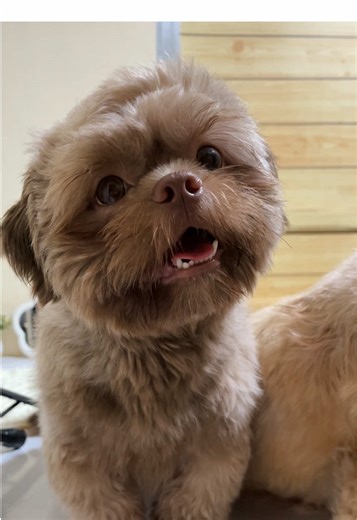 Mga familiar na words “gutom” “kain” “treats”. HAHAHAHAHAH #dogsofttiktok #fyp