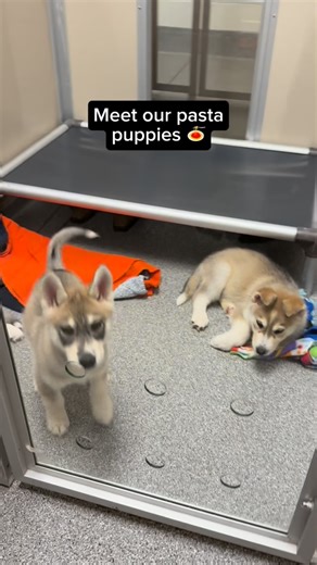 seattlehumane on Instagram: "Looking for a love that’s al dente? These little Husky-shapes noodles are full of personality and ready to join their new homes. Come by and meet them today! #puppies #husky #huskypups #cute #cutepuppies #adopt"